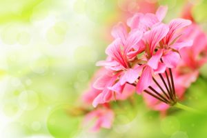 Beautiful floral background with pink flower buds and defocused lights