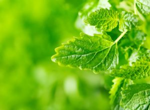 leaves of mint on green background